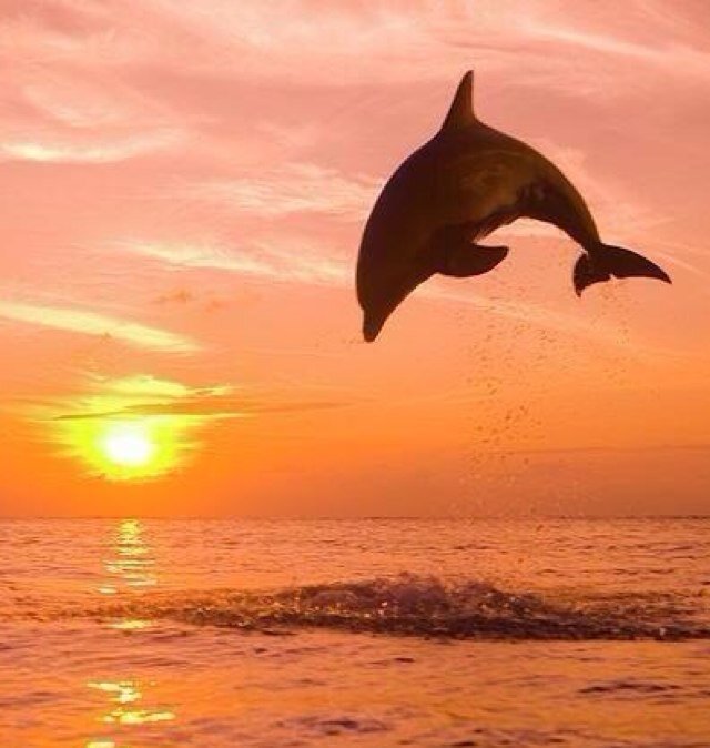 Va_Dol_Fan's profile picture. I'm a diehard Dolphins fan, who also loves Walt Disney World. I think I need to move to Florida.