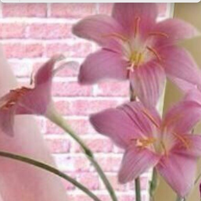 ba_rajaa's profile picture. كن في الدنيا كعابر سبيل تاركاً ورائك أثر جميل ♥️😍