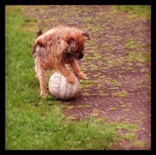 dogceasermcfox's profile picture. Hi my names ceaser and i live in mobberly (by knutsford)am trying to hit 1000 followers,and am a proud member of the bt posse