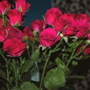 محمد النصار - @MamieClarke13 - Twitter