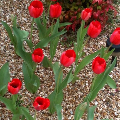 Profile Picture of Diane Eberhard (@de63801) on Twitter