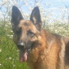 German Shepherd Dog Rescue