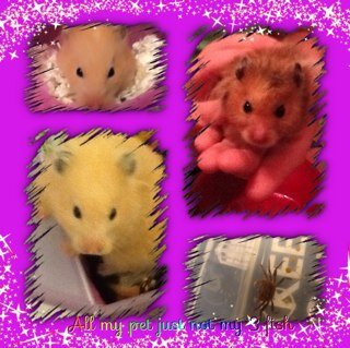 Hamster lover,ice cream lover and texan fan