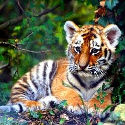 65spintop's profile picture. 