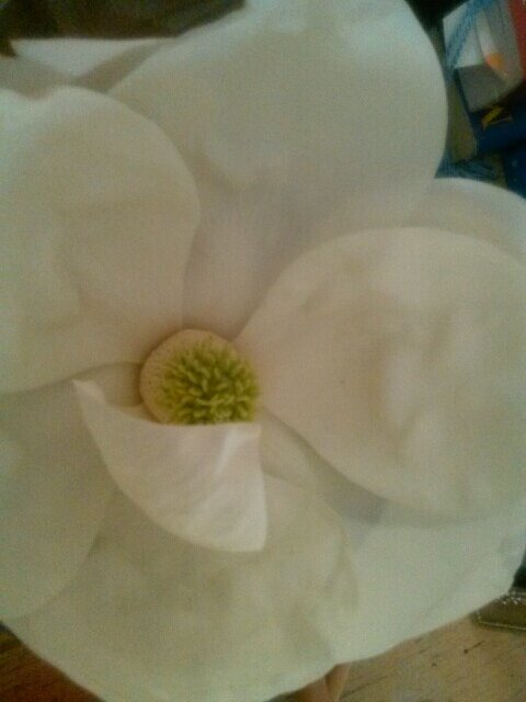 spalife3's profile picture. We offer massage, facials, waxing, manicures, pedicures and gel polish manis. All services provided by highly experienced and Florida licensed professionals.