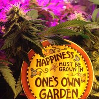 Cannabis Connection (@masscannabis) Twitter profile photo