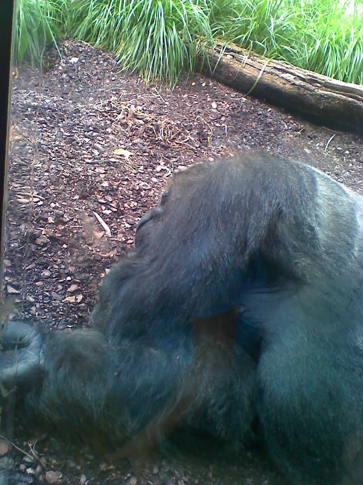 AngryIokki's profile picture. 