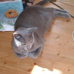 =^・^=　　　ロシアンブルー(13才 ♀)を飼っています☆♪　　　　　　　　 　　　　　　　　　　　　　　Japan     　　　国境なき猫もふ団