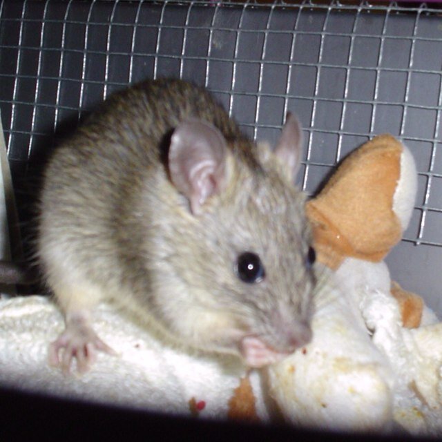 Providing care for senior & special needs domestic rats