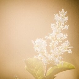 visualeden's profile picture. just beautiful photos