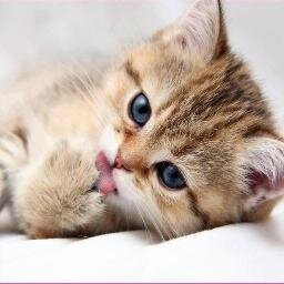 Roddybarri's profile picture. 