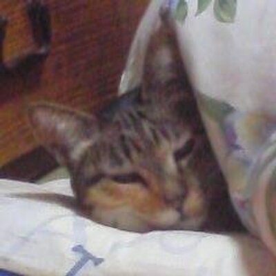 猫の山 いたる 中村悠一結婚 って賑わってて 配偶者杉田とか面白いからwiki調べたら 今はこれ 古墳時代 T Co Jfyazfo09c