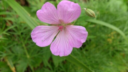 samouraione's profile picture. まいにち　それなりにがんばっています。それなりに　幸せです。春からお山に登り始めました♪　森の緑　空の青　朝日夕日のオレンジが大好きです。