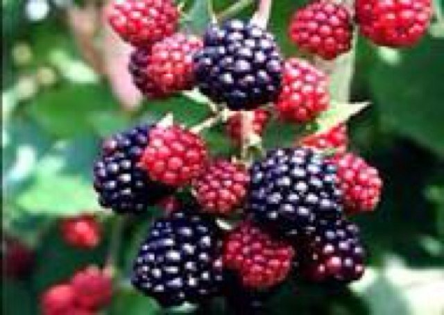 konsular3's profile picture. 