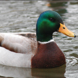 Always trust The Wise Mallard.                                                        Submit your Wise Mallard quotes to thewisemallard@gmail.com