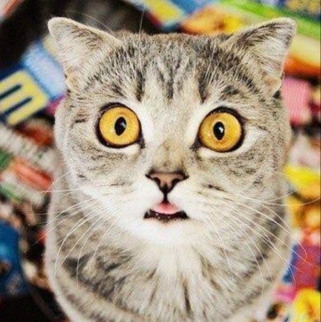 DirkdeDirk's profile picture. Raketbouwer,Pizzaexpert,Feyenoorder