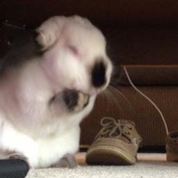 I've got bunny shit to do!
