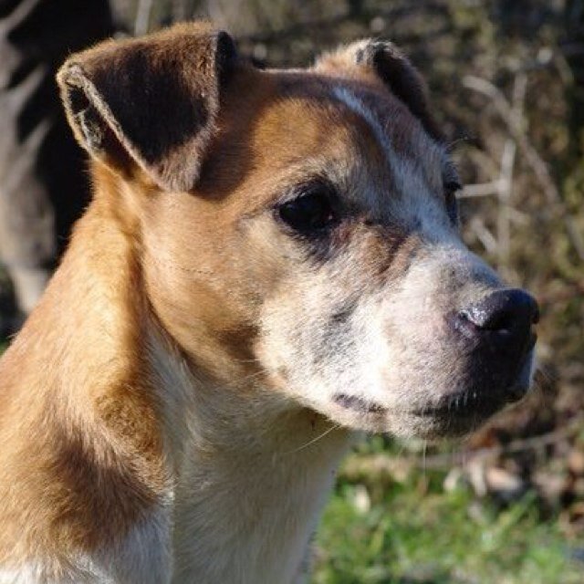 Plummer Terrier Pta Infopta Twitter
