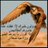 Profile Picture of _ بنتَ الحَكومَه ` (@@AmalRay6) on Twitter
