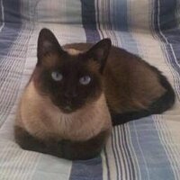 Cindy Kanavy (@cindykanavy) 's Twitter Profile