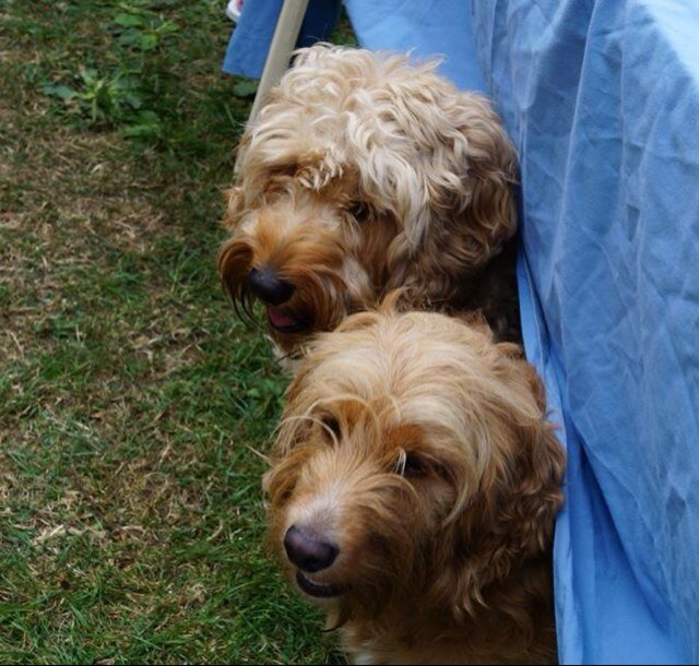 CockapooTwo's profile picture. Email: admin@britishcockapoosociety.co.uk We are F1 Cockapoos yes different looking but our ONE mission to raise as much money for @HearingDogs