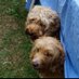 Harley & Yogi (@cockapootwo) Twitter profile photo Harley & Yogi (@cockapootwo) Twitter profile photo
