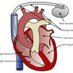 Pacemaker Expert (@pacemakerexpert) Twitter profile photo