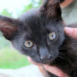 zillyzallie's profile picture. anthropomorphic sidekick