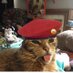 Hopey Kitty (@ptinkey) Twitter profile photo Hopey Kitty (@ptinkey) Twitter profile photo