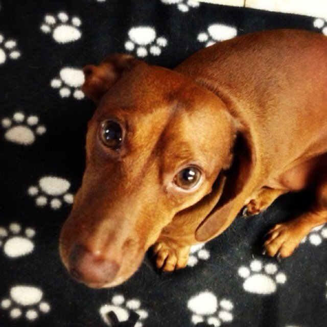 minihotdog20's profile picture. Hi. I'm a short haired mini dachshund with hazel eyes and a red nose. I'm the best dog in the world, at least that's what my mom tells me :)