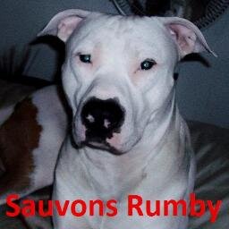 Un chien de race pitbull est condamné à l'euthanasie de façon arbitraire par un cadre de la ville. #sauvons_rumby #save_rumby #sauvonsrumby #saverumby