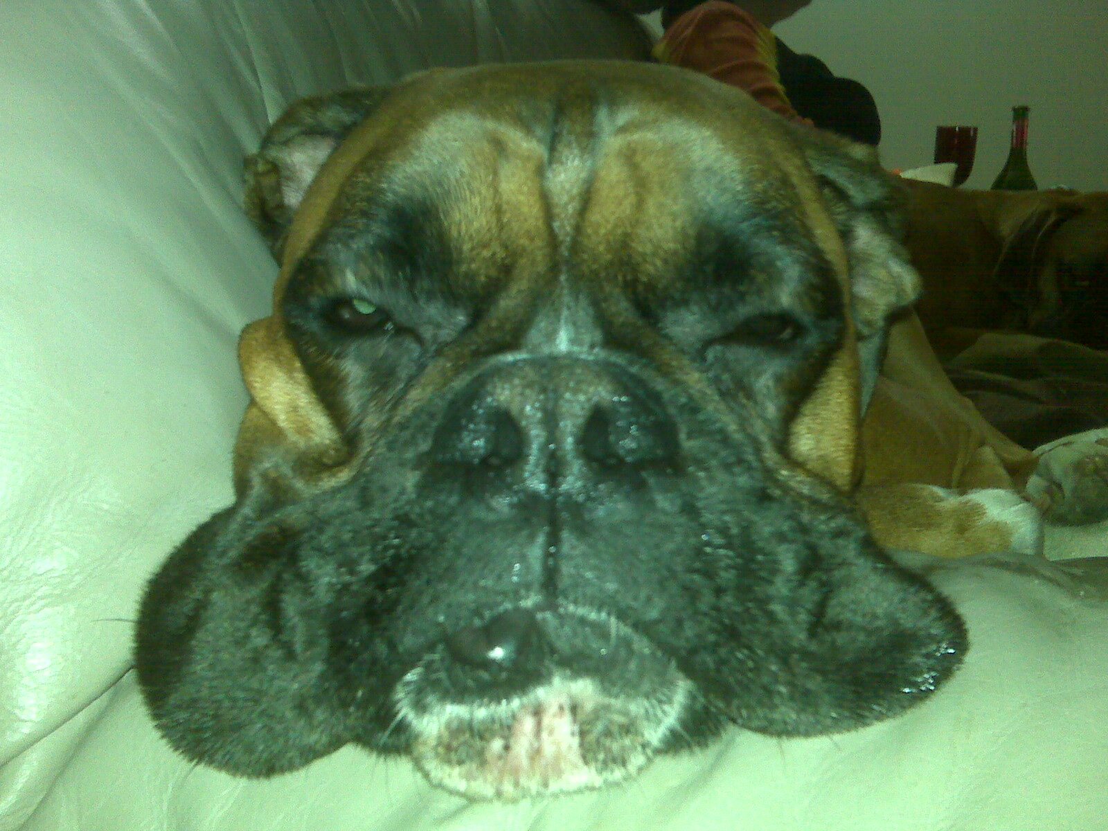 Boxer_George_ Profile Picture