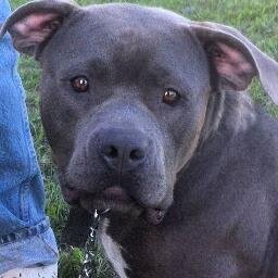 I love & raise Pit Bull Dogs, Have Puppies/Will Ship!
