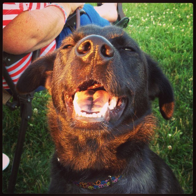 elizabeth02rvt's profile picture. Veterinary Technician and Practice Manager by day, knitter, cross stitcher, dog lover, oxygen breather, noob blogger the rest of the time. My dogs are adorable.