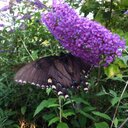 Debbie Richmond - @DuchessdebCroft - Twitter