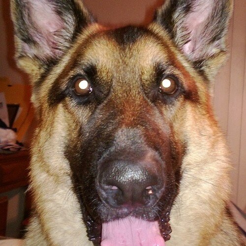 Christian, Conservative, Love Dogs, Maga, No DM, Legal immigrant.