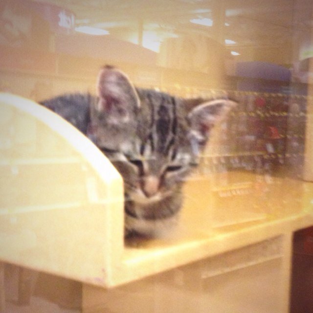 Jru_Battles's profile picture. this is the official fighting account of Jru Jenkins. Send in things for him to fight or be cooler then.