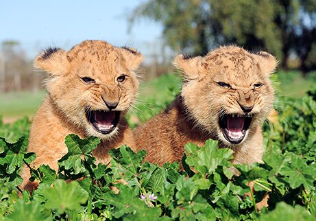 PoneCubs's profile picture. The youth of PoNY ultimate. Wild, rebellious, untamed, ferocious, and probably drunk.