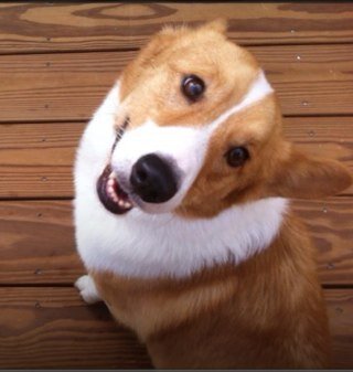 CCCpetsitting's profile picture. I'm Cathy Vaughan of Cathy's Critter Care, serving San Antonio, New Braunfels and surrounding cities with in home pet care services and dog walking!