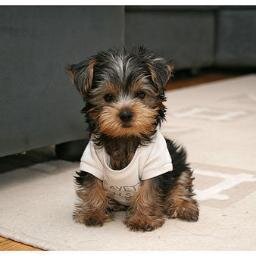 adan650's profile picture. 