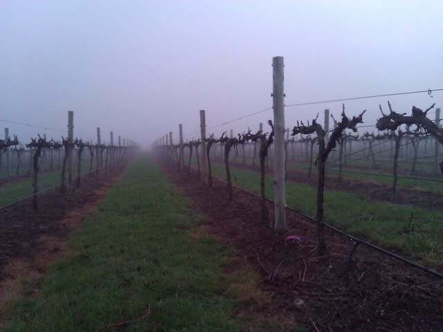 Est. 1998, 114 ha vineyard  producing premium Shiraz, Cabernet  & Merlot. Spectacular views to The Grampians, Black Ranges.