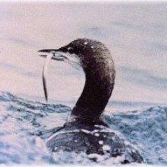 瀬戸内海の小さな島に住んでいます。暇なときはパソコンをしたり、デジカメ写真で島の風景を撮っています。
http://t.co/vqug5SuJU9
http://t.co/5U30otNXuf
http://t.co/i23zSoge7e