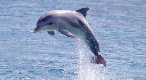 dolphin lover and biologist