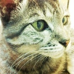 wannyanmail's profile picture. 椙山女学園大学サークル、わんにゃんサポート隊のツイッターです。犬猫の殺処分を減らすための活動をしています。