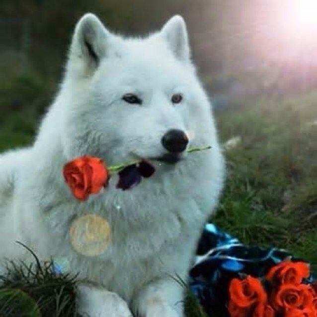 x| 28 Wolf Brothers/Sisters |x Hacked at 2.1k.. I love all my followers! Goal: || 500 ||