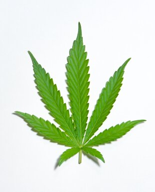 We support the legalization of marijuana for recreational use in iowa   iowalegalizeit@gmail.com