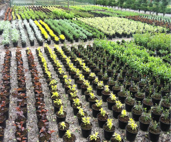 Providing high quality plants for the wholesale trade