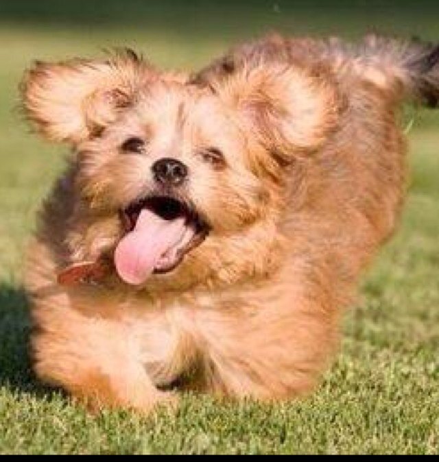 420coffee's profile picture. I am an old and gray scientist, not a young pup, like in the picture.