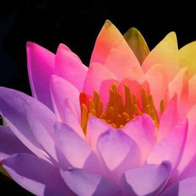 MamaPsychic's profile picture. Professional Clairvoyant Psychic/Channel/Medium.