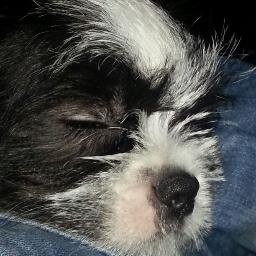 rowdypijnacker's profile picture. 